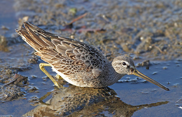 Long-billed Dowitcher