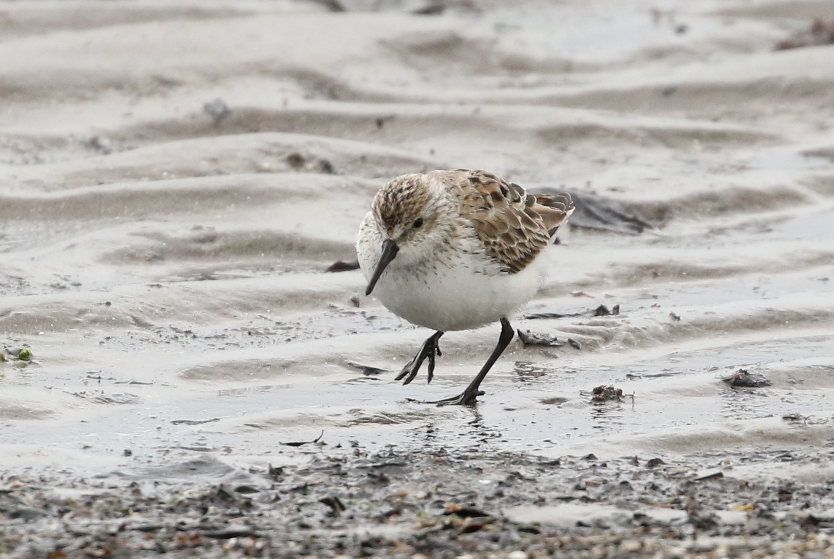 Western Sandpiper