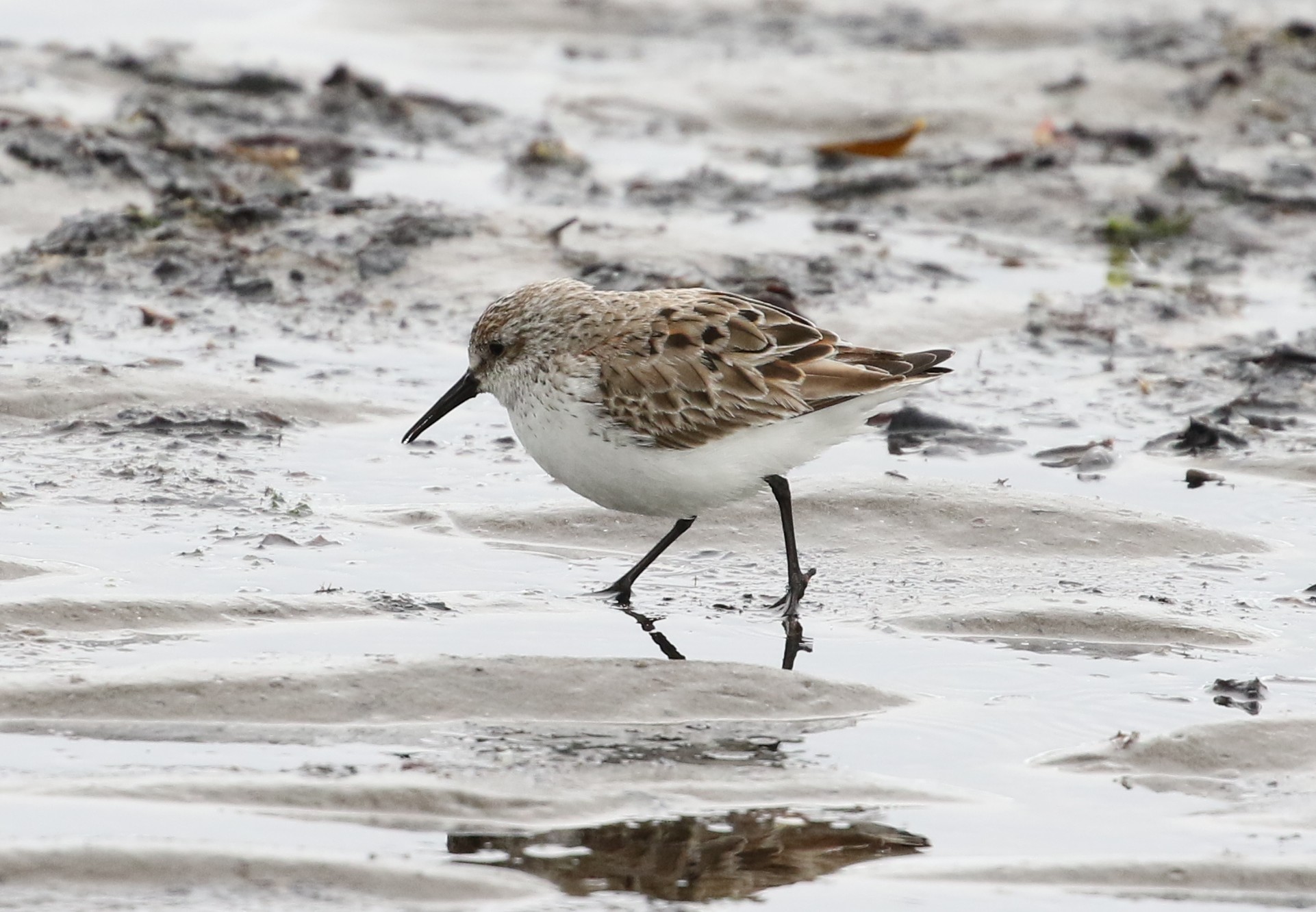 Western Sandpiper