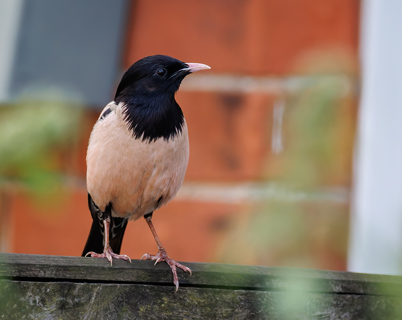 Rose-coloured Starling