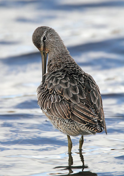 Long-billed Dowitcher