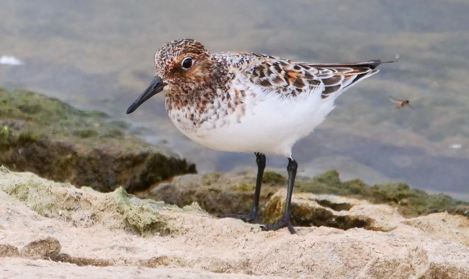 Sanderling