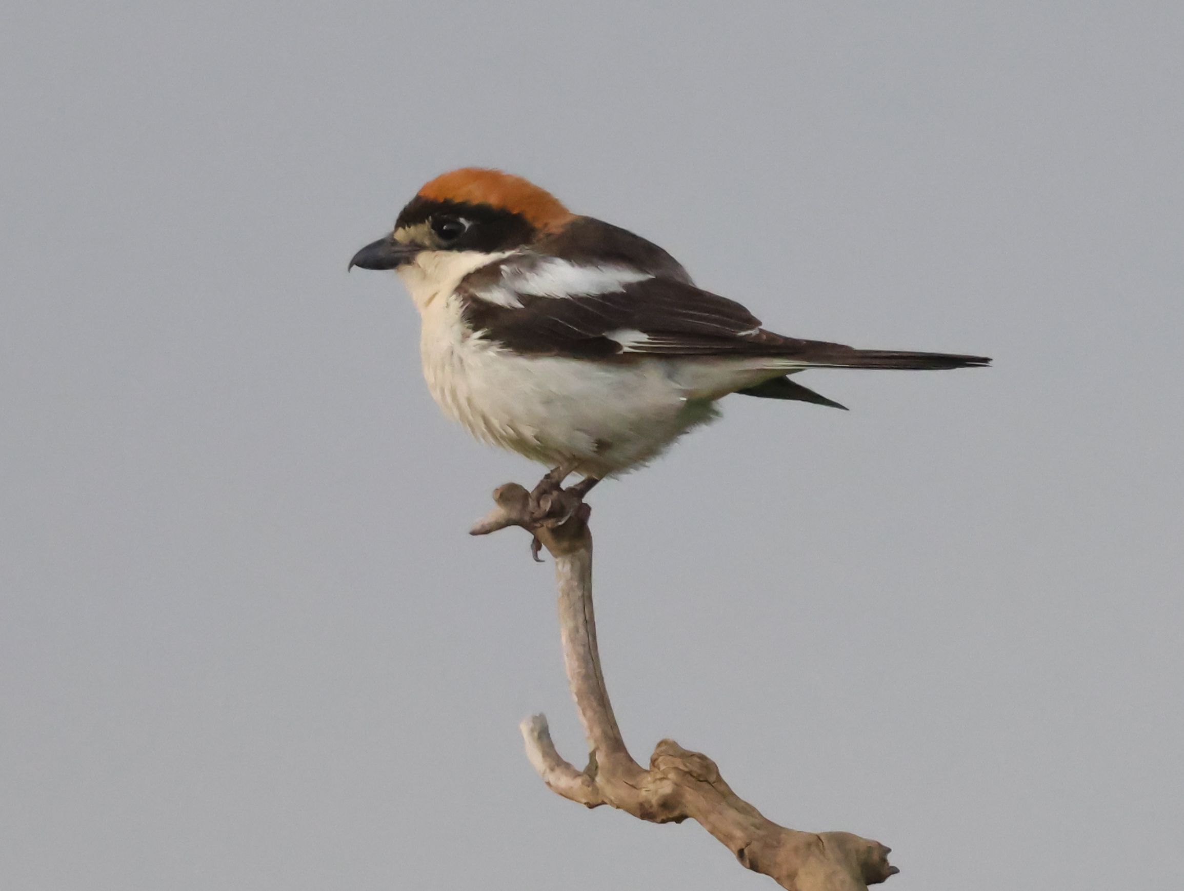 Woodchat Shrike