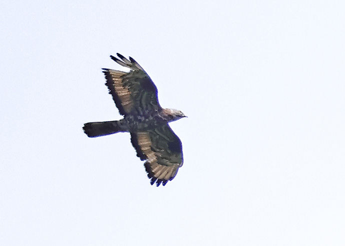 Honey Buzzard