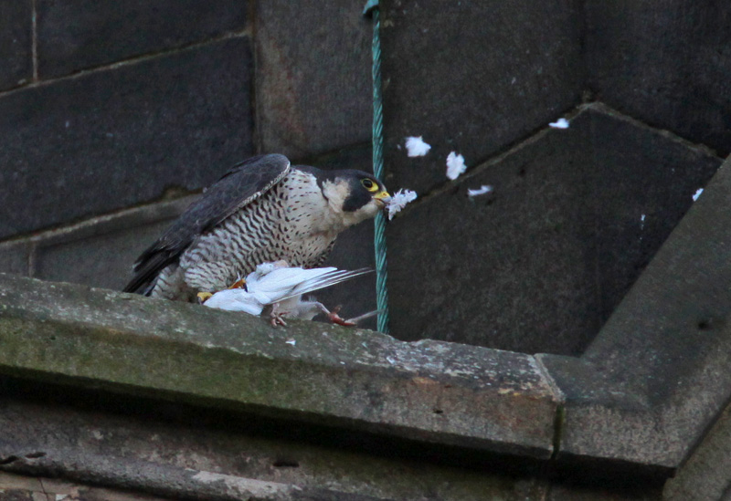 Peregrine