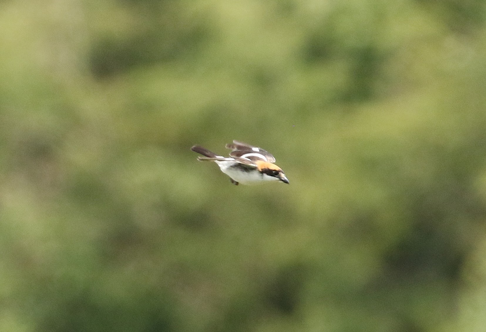 Woodchat Shrike