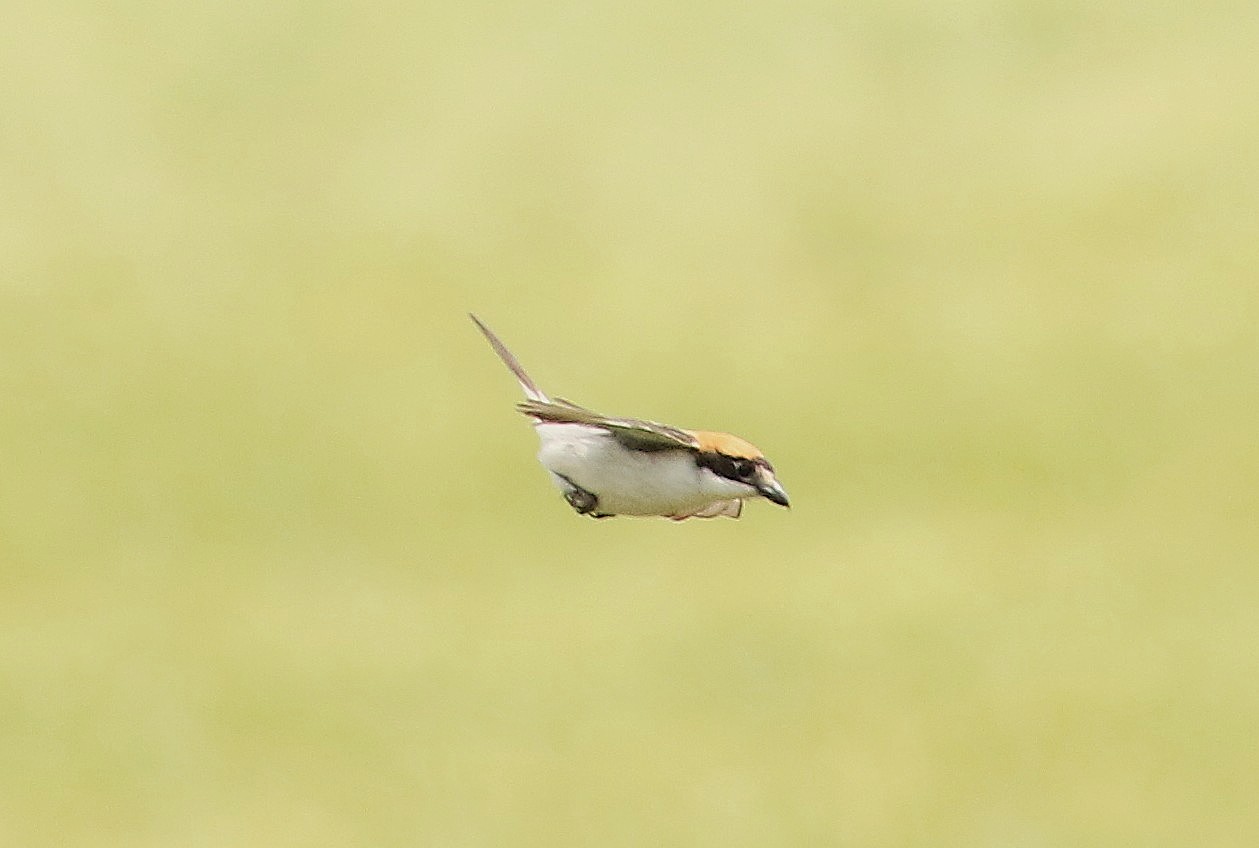 Woodchat Shrike