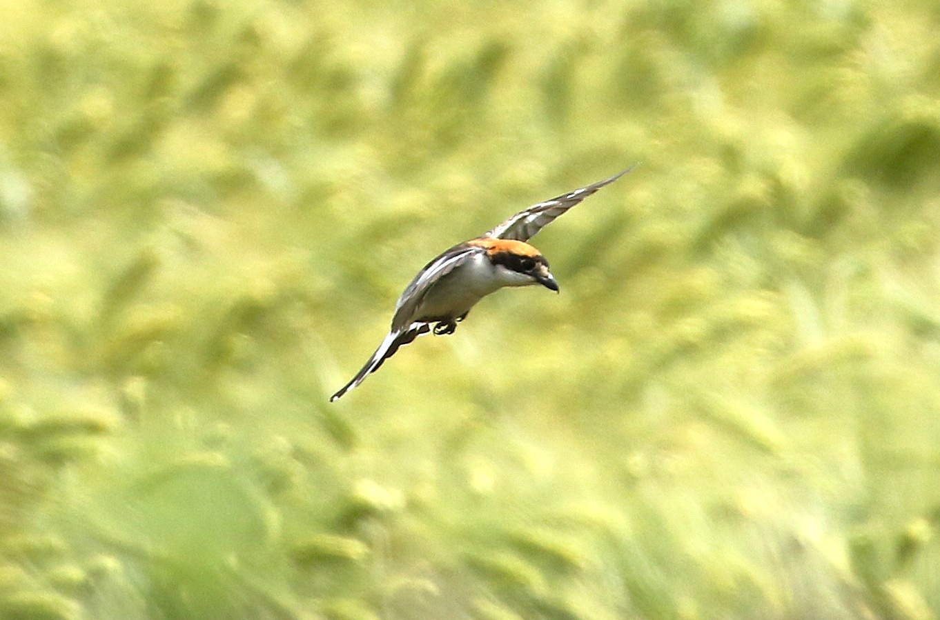 Woodchat Shrike