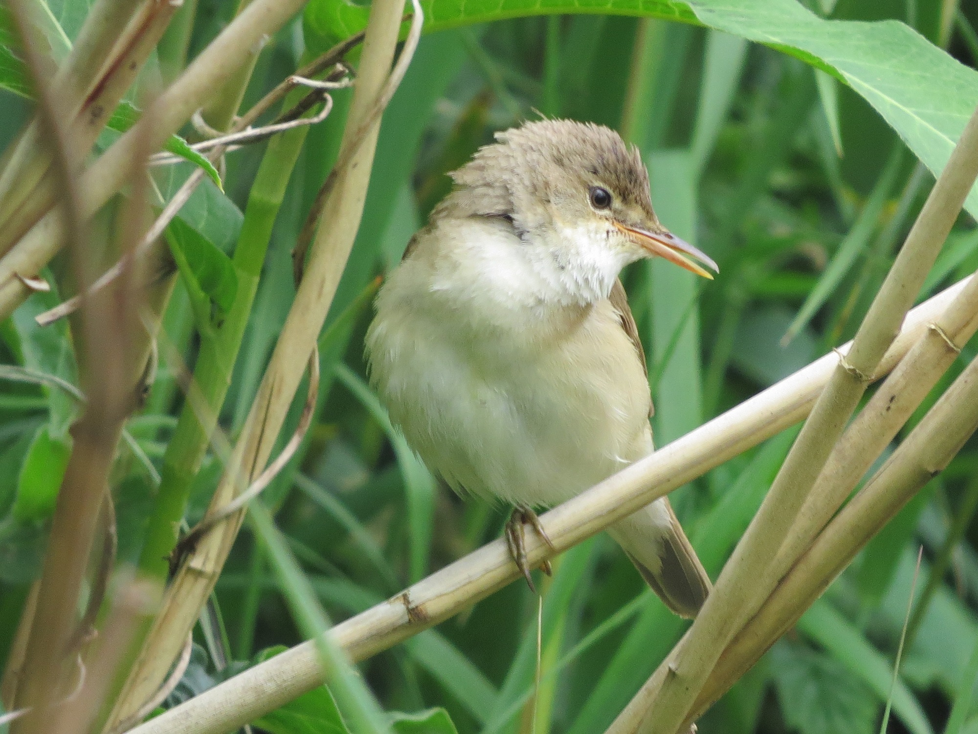 Reed Warbler