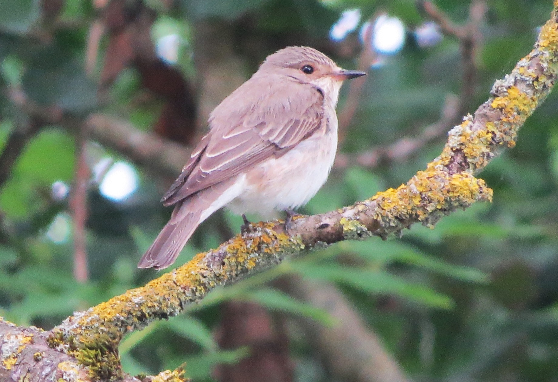 Spotted Flycatcher
