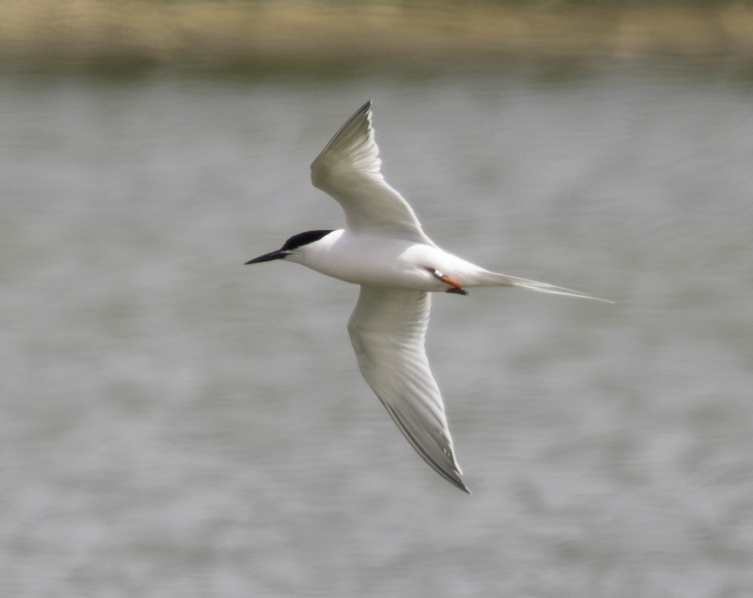 Roseate Tern