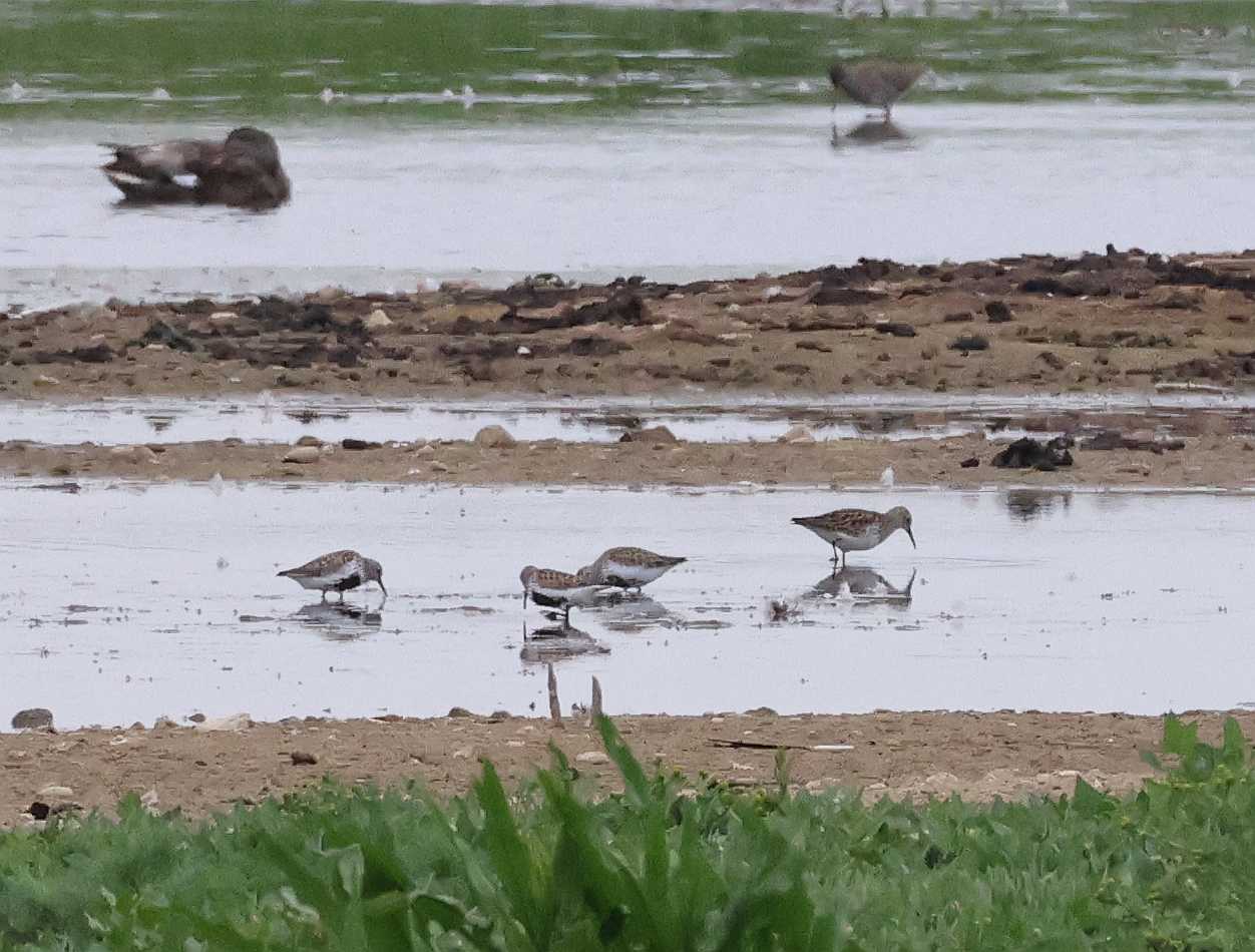 Pectoral Sandpiper