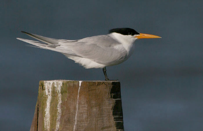 Lesser Crested Tern