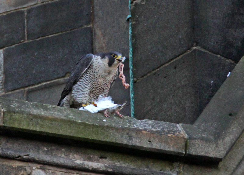 Peregrine
