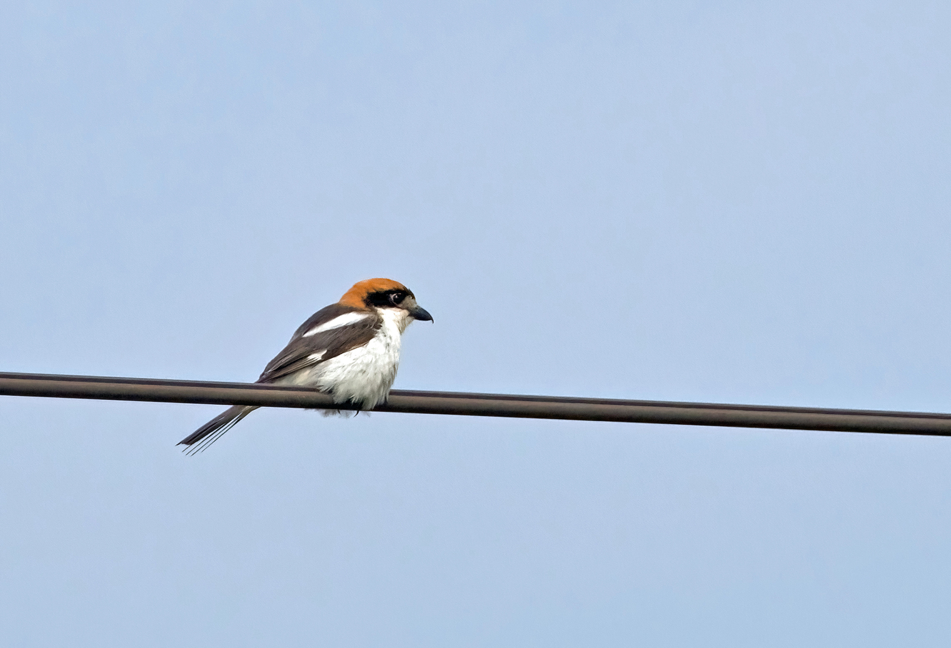 Woodchat Shrike