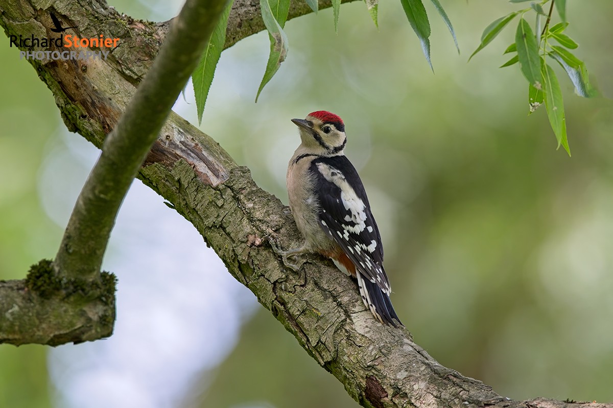 Great Spotted Woodpecker
