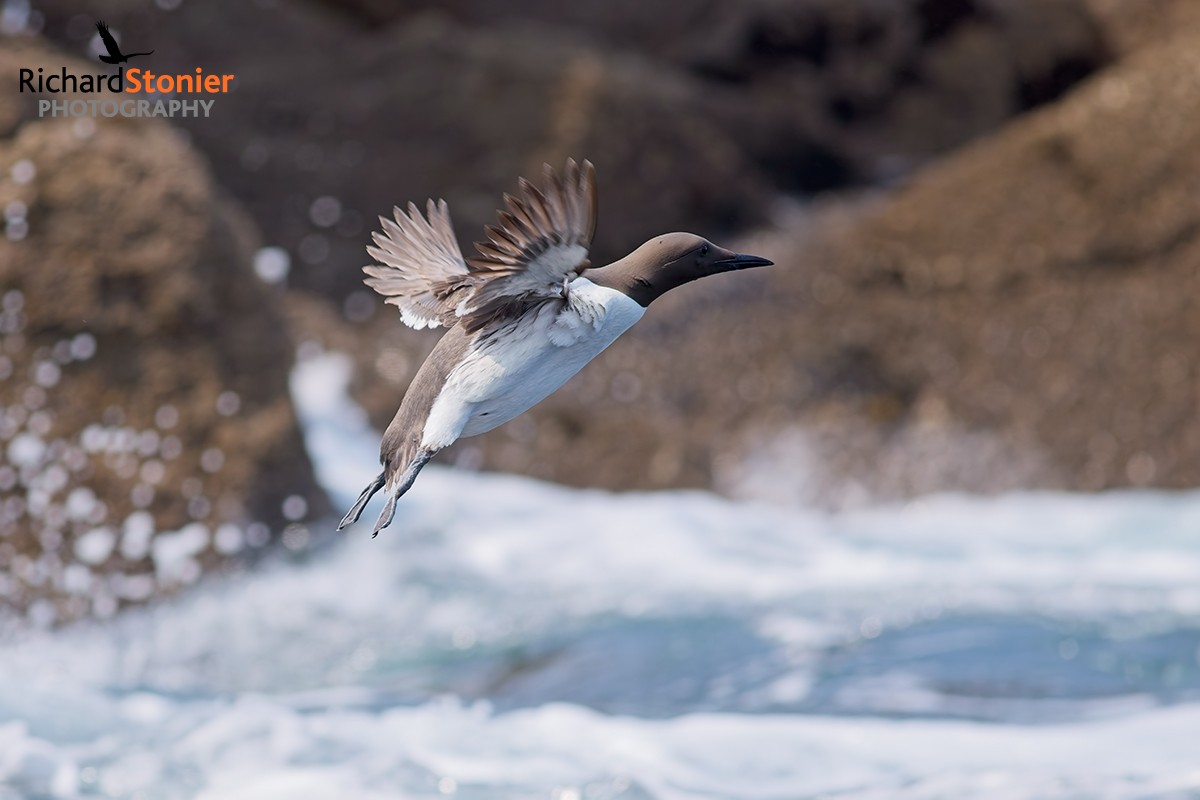Guillemot