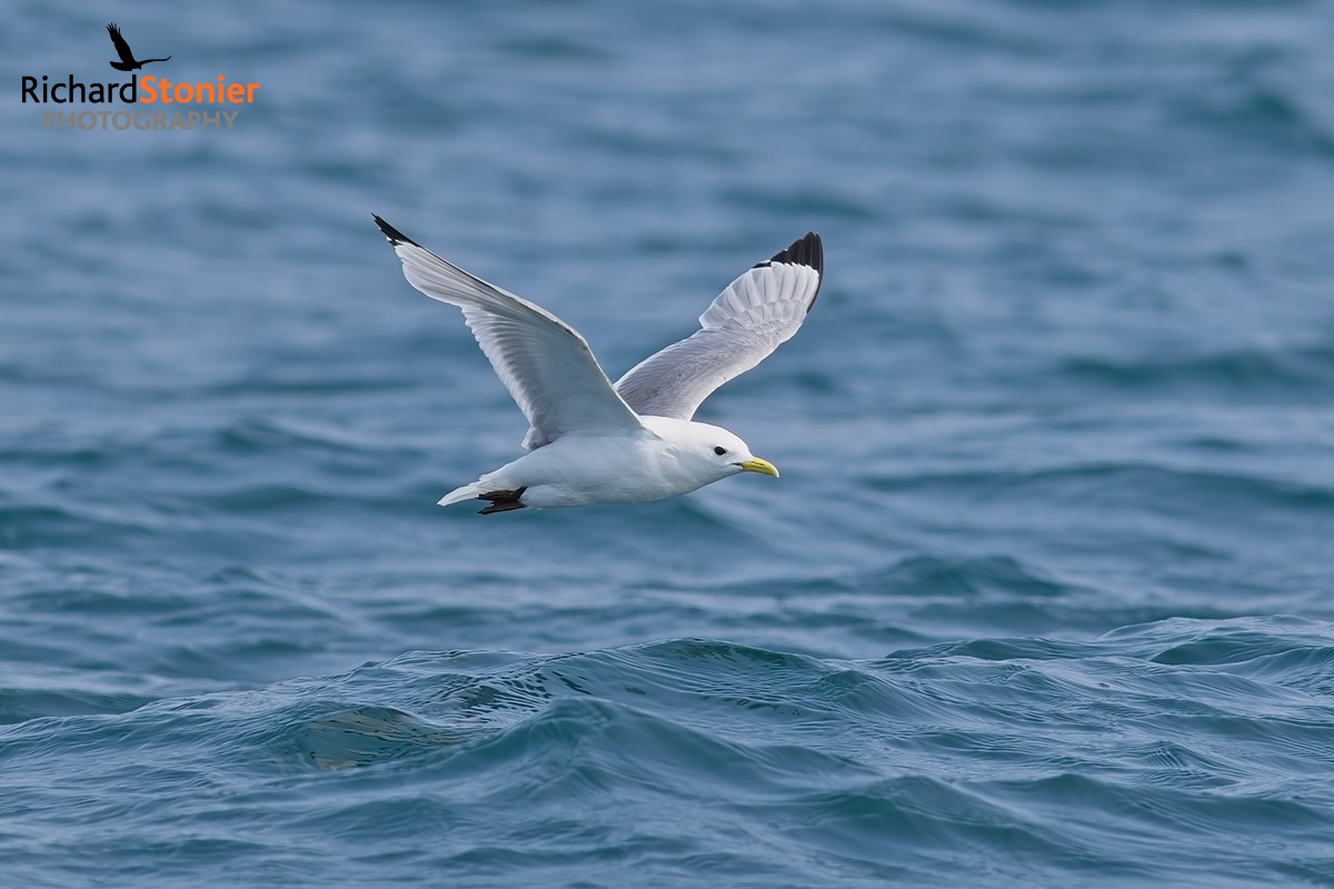 Kittiwake