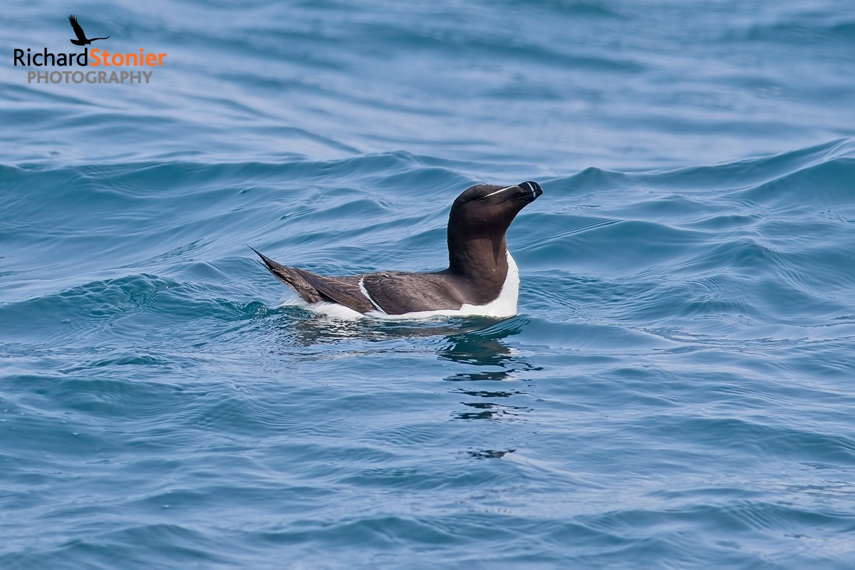 Razorbill