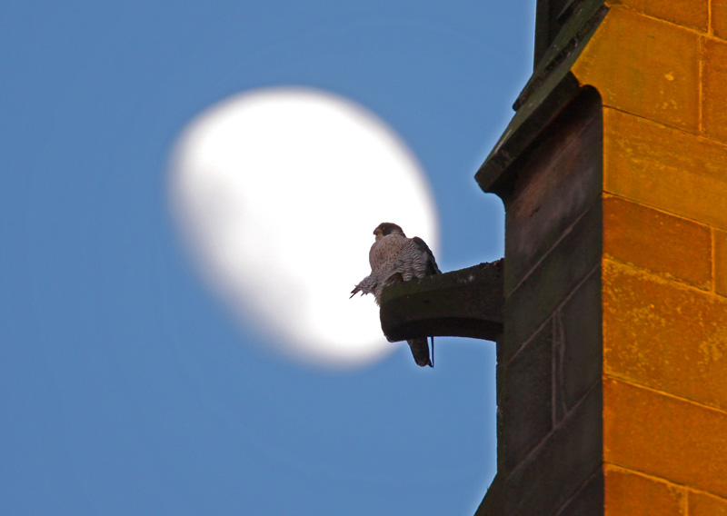 Peregrine