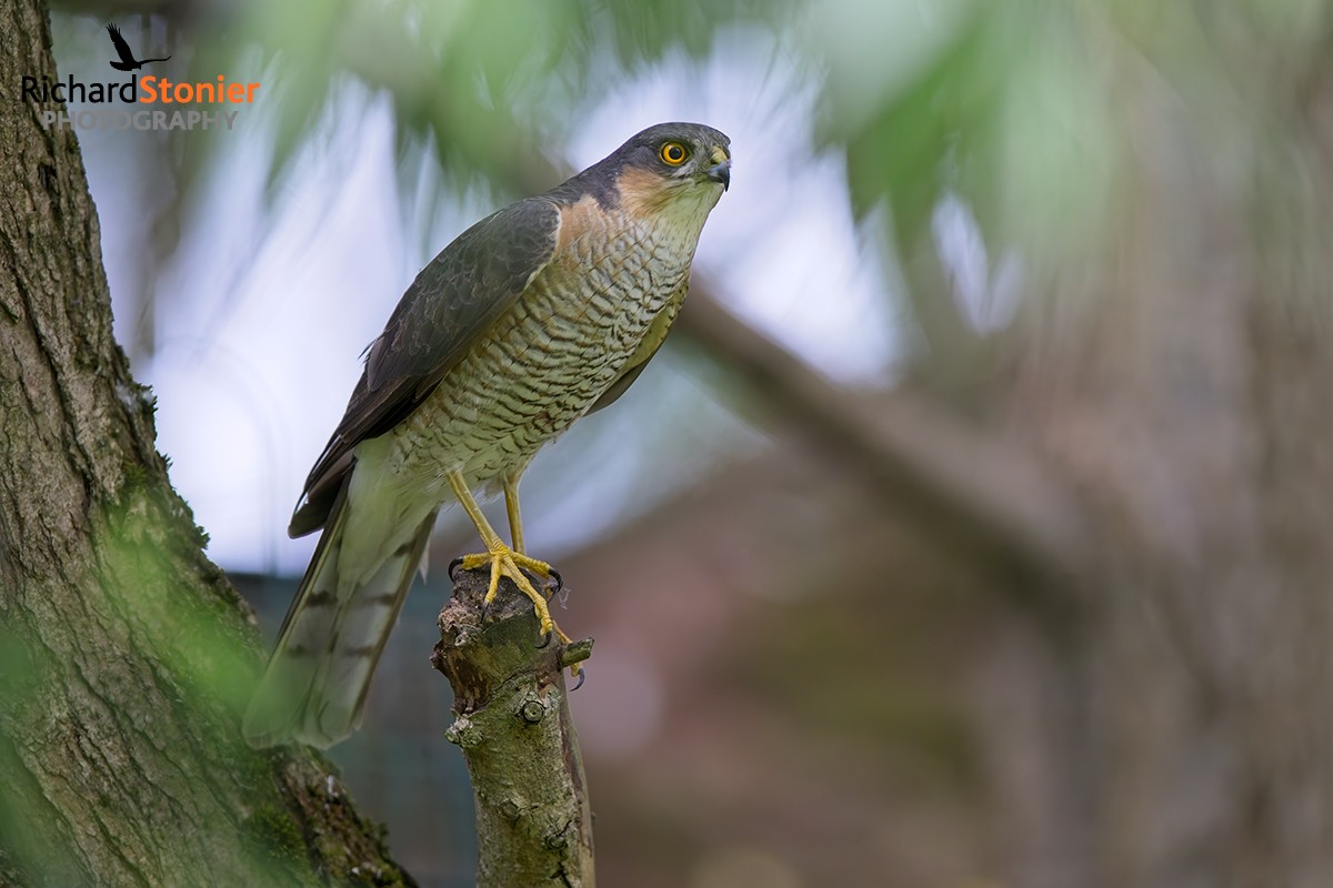 Sparrowhawk