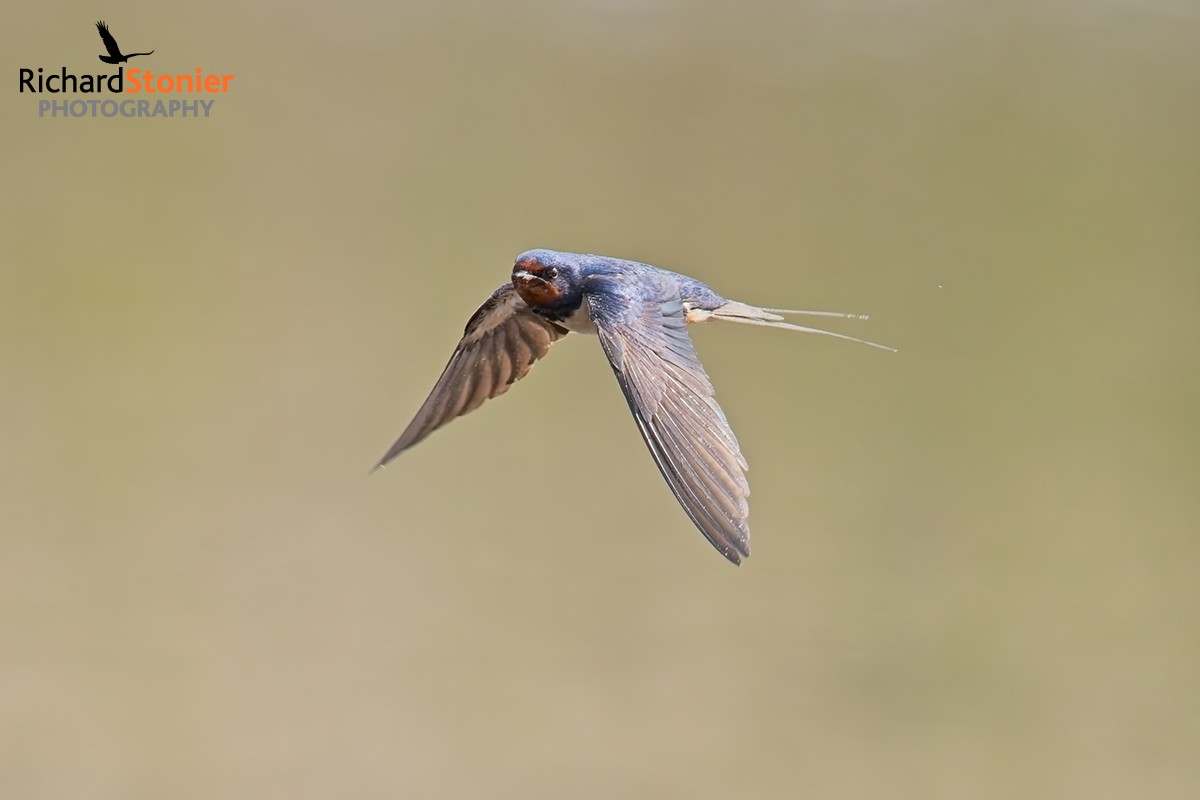 Swallow