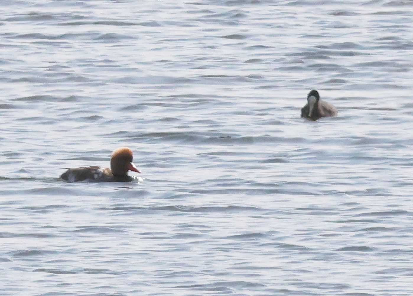 Red-crested Pochard