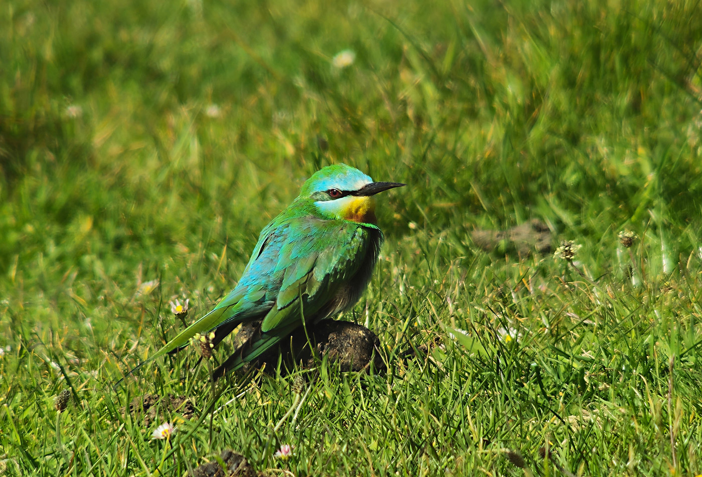 Blue-cheeked Bee-eater
