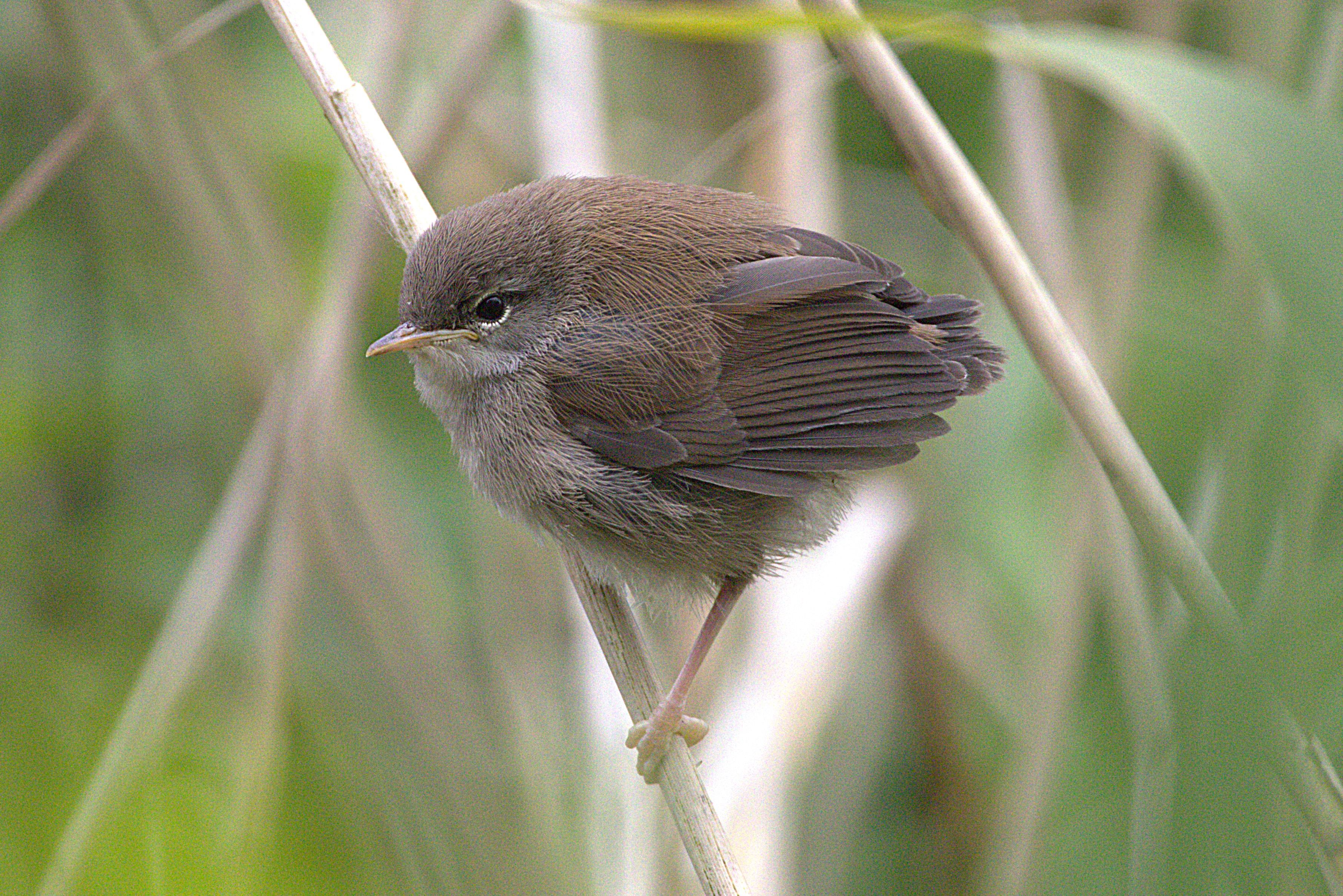 Cetti's Warbler