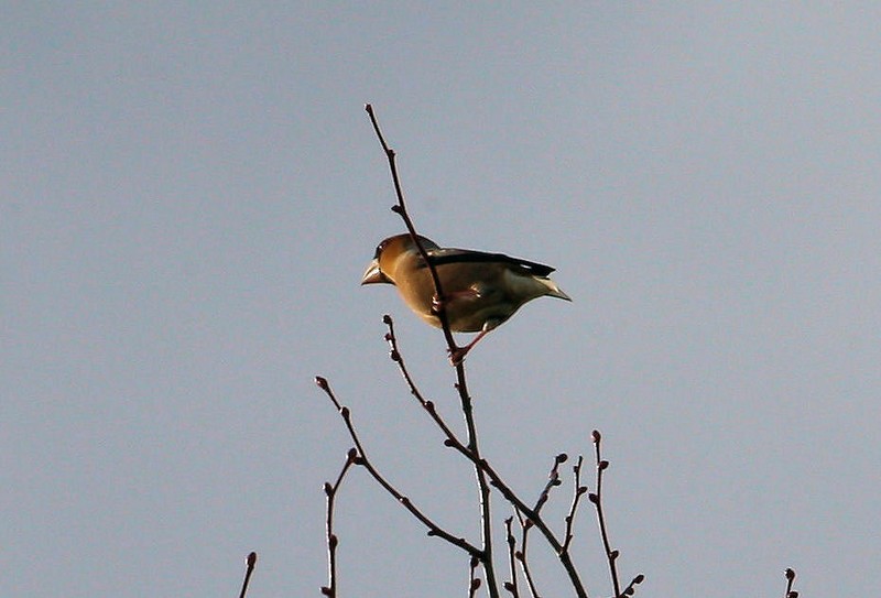 Hawfinch