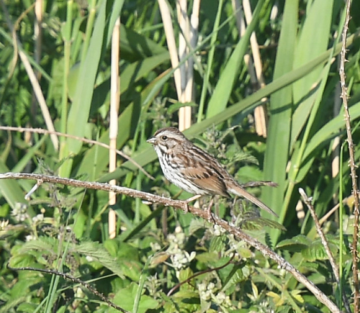 Song Sparrow