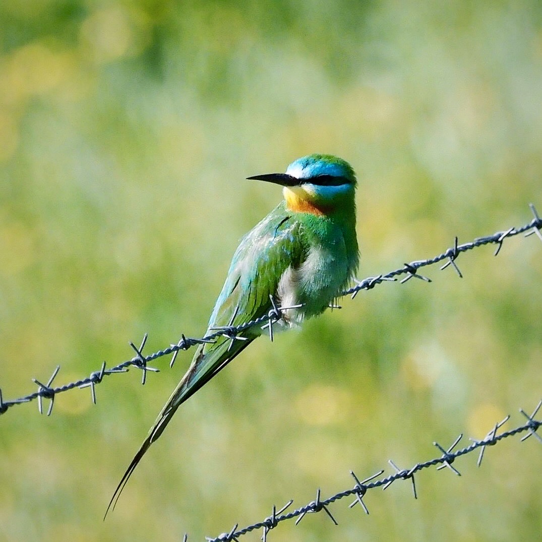 Blue-cheeked Bee-eater