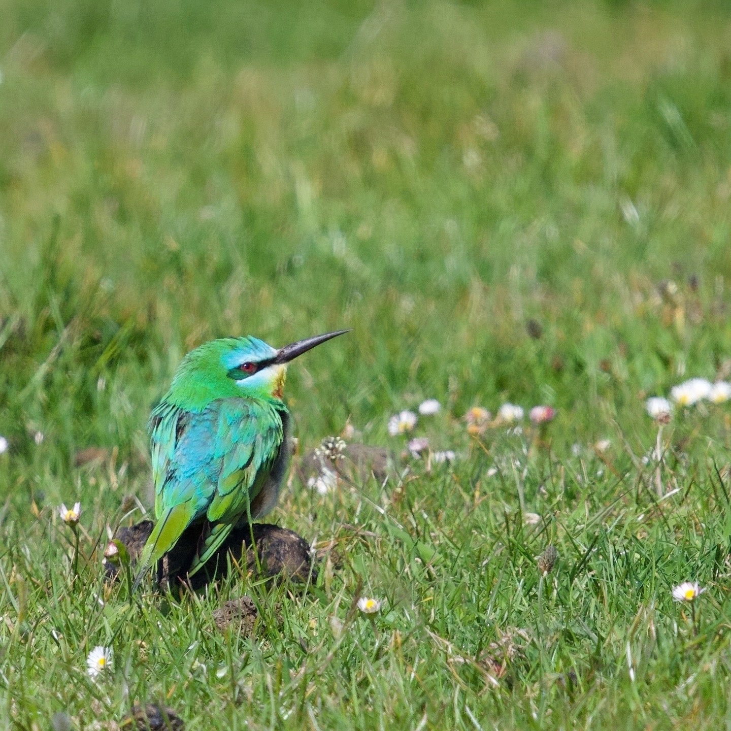 Blue-cheeked Bee-eater