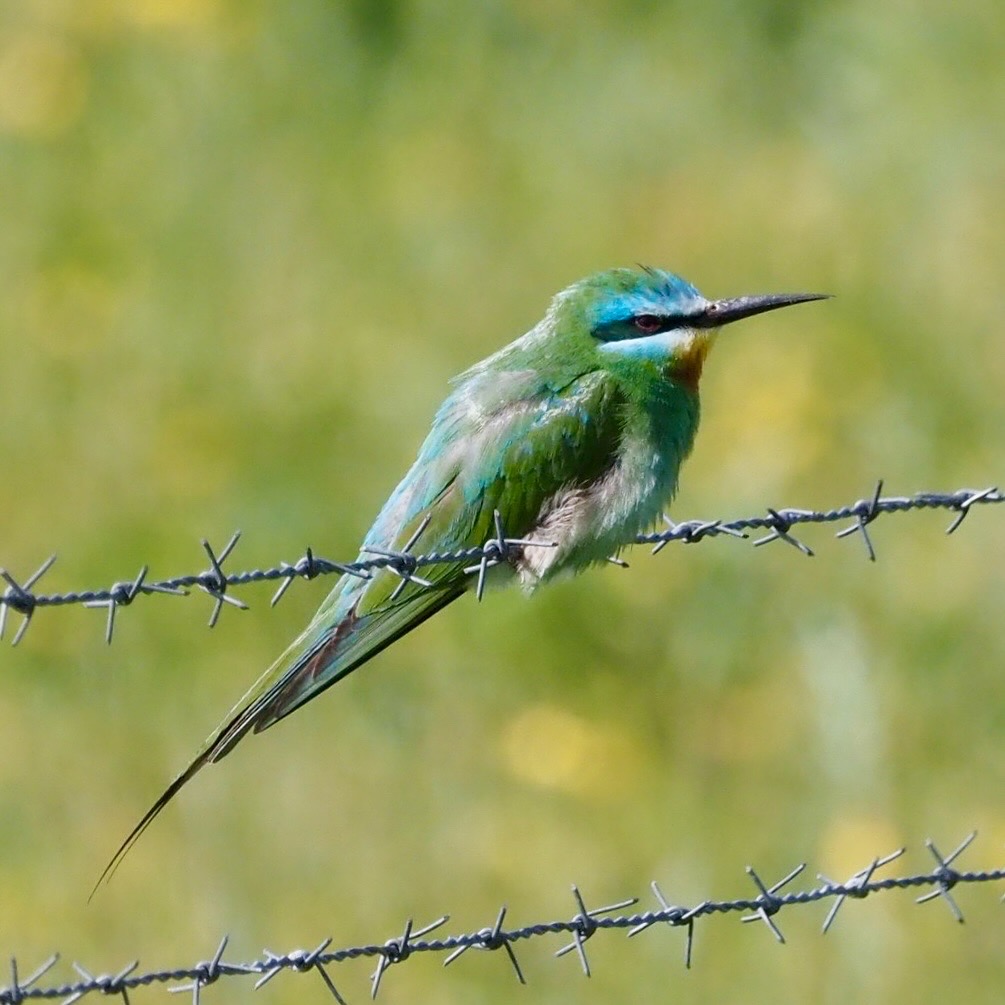 Blue-cheeked Bee-eater