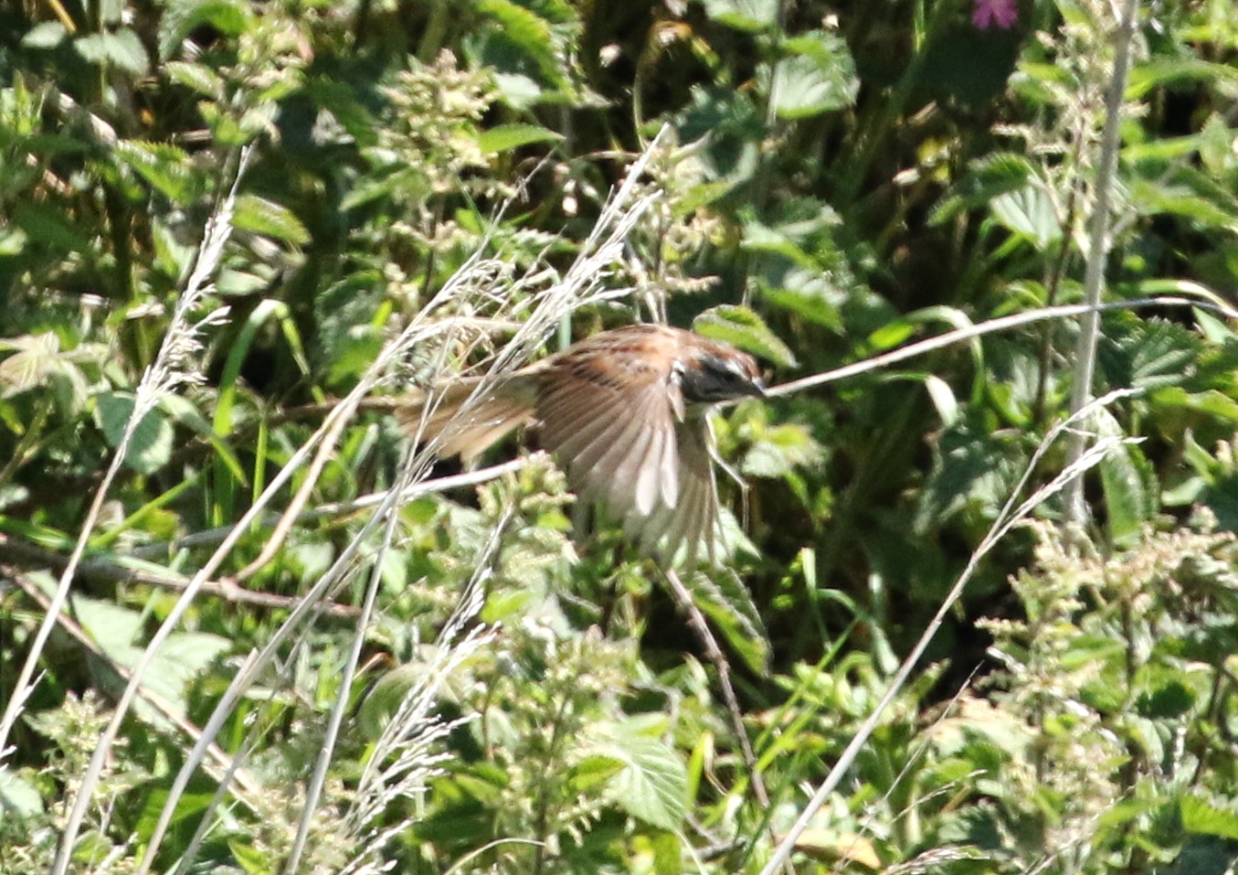 Song Sparrow