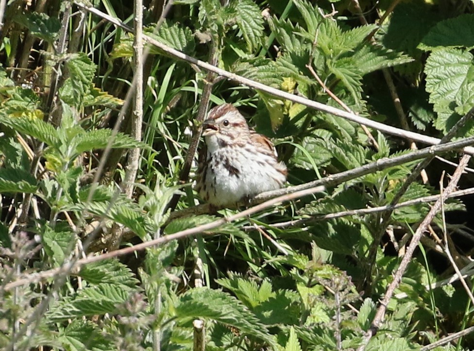 Song Sparrow