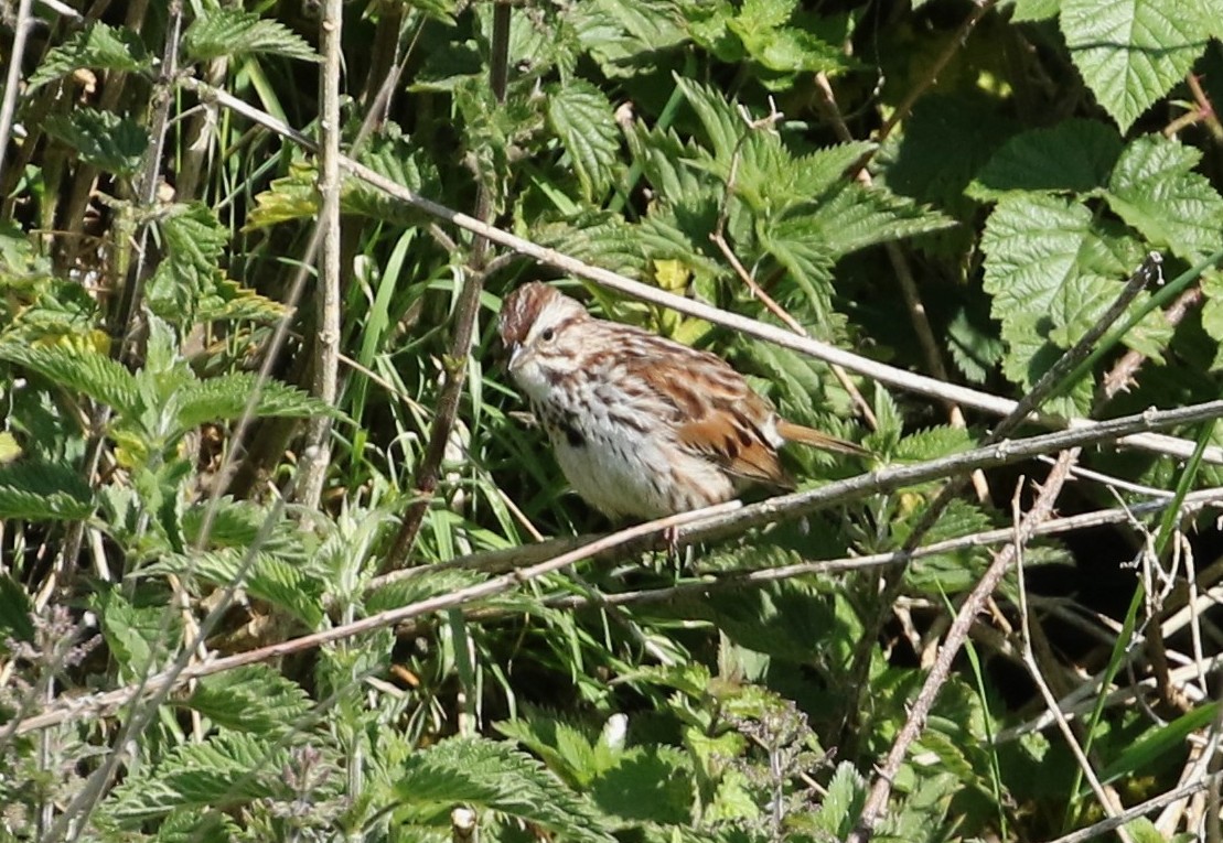 Song Sparrow