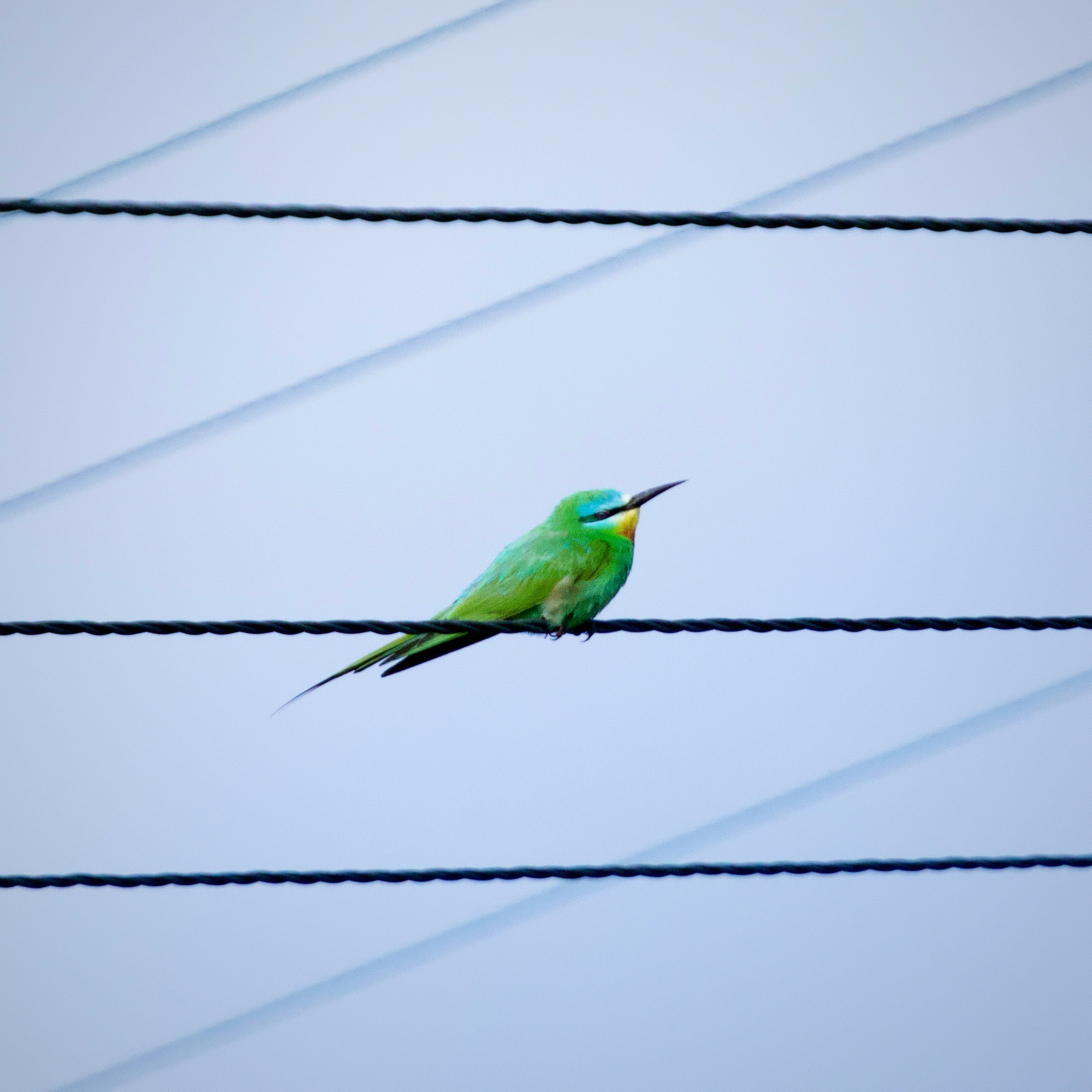 Blue-cheeked Bee-eater