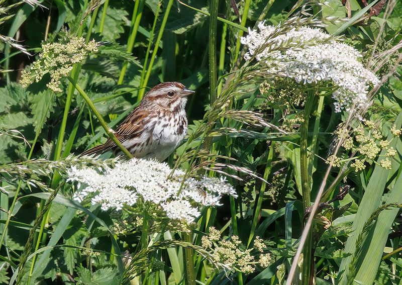 Song Sparrow