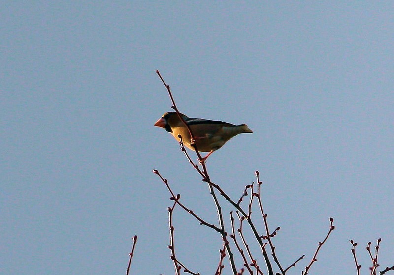 Hawfinch