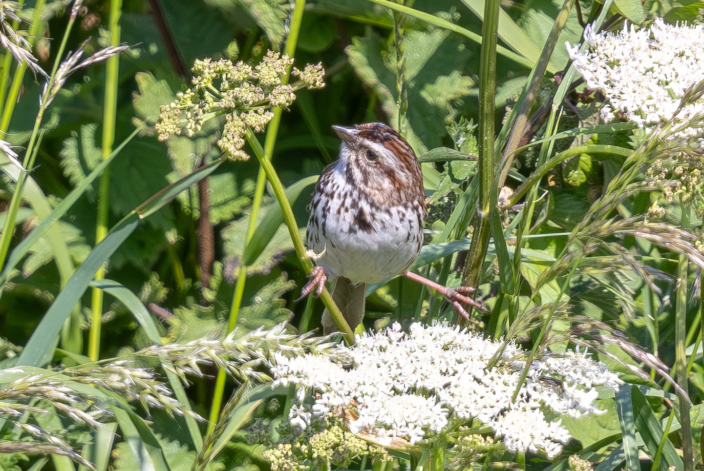 Song Sparrow