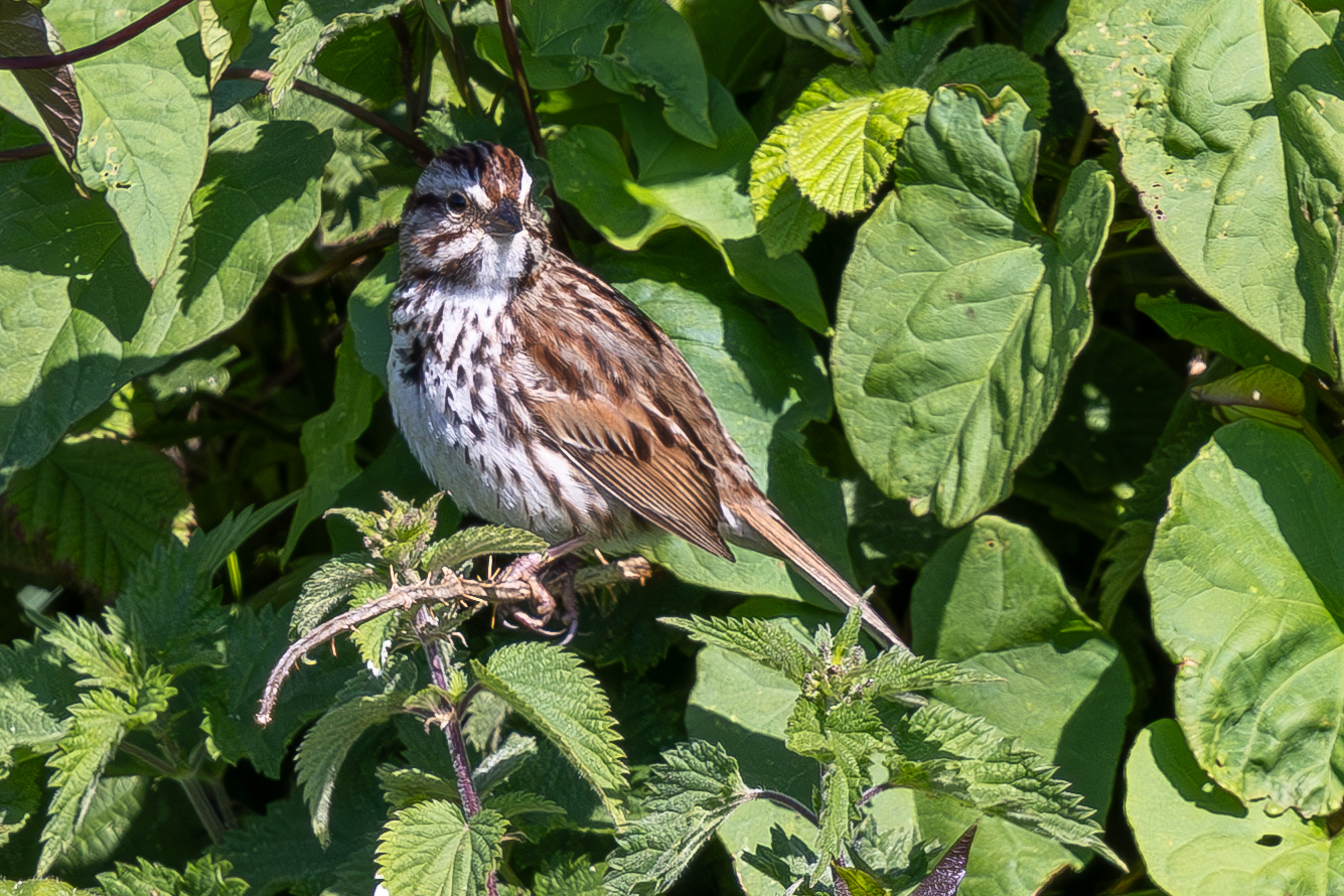 Song Sparrow