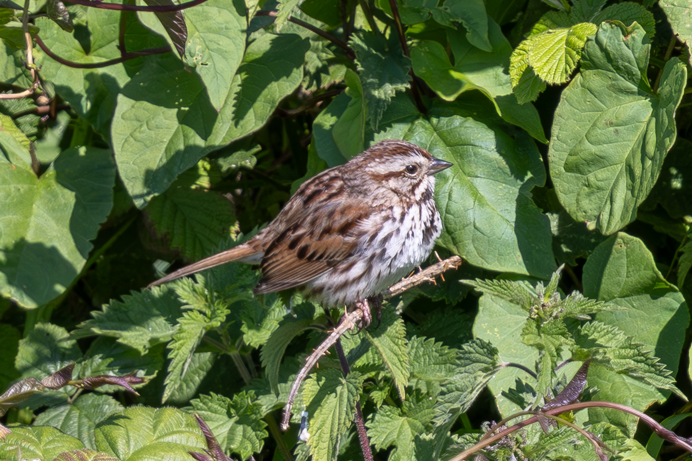 Song Sparrow