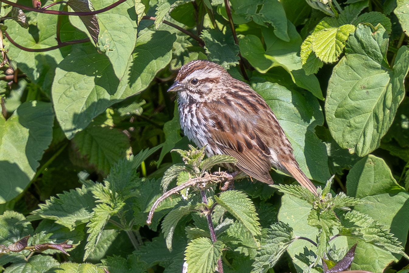 Song Sparrow