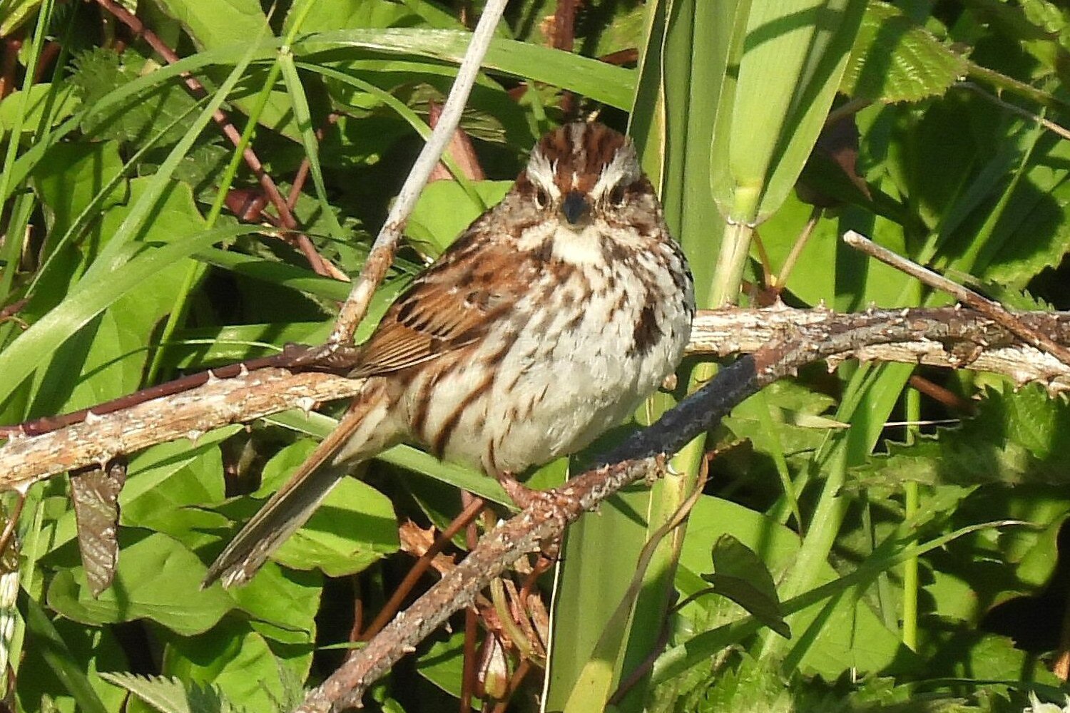 Song Sparrow