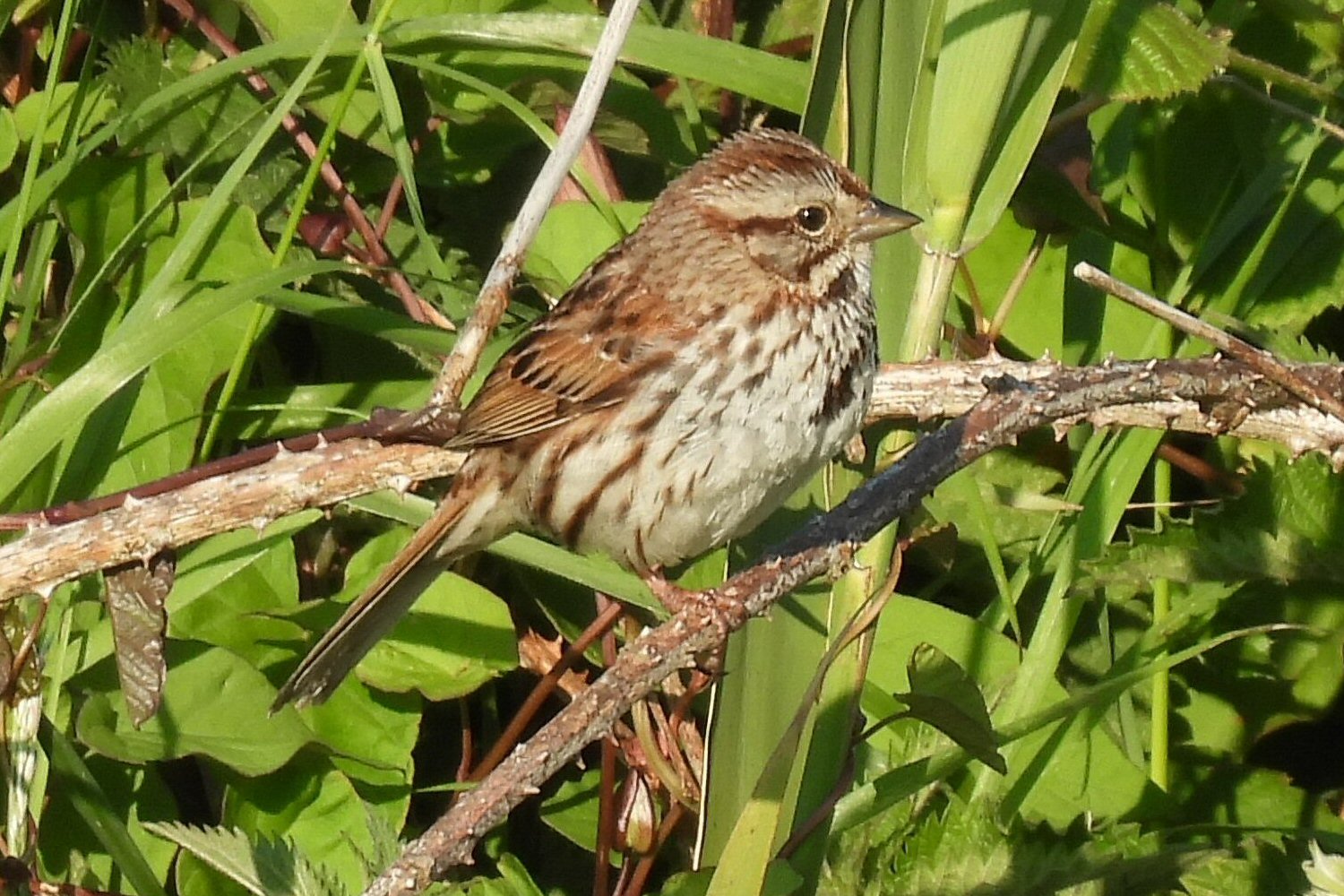 Song Sparrow