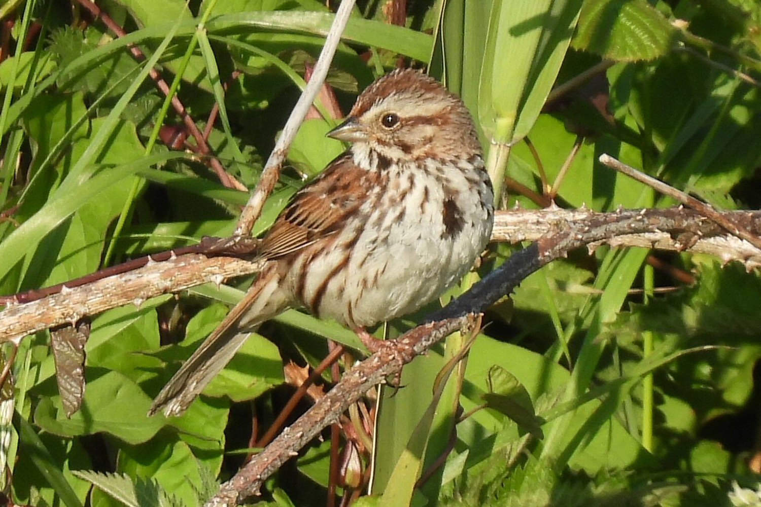 Song Sparrow