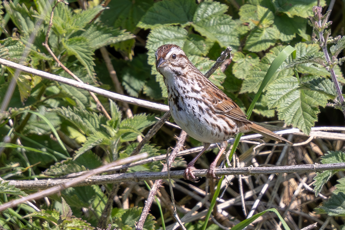 Song Sparrow