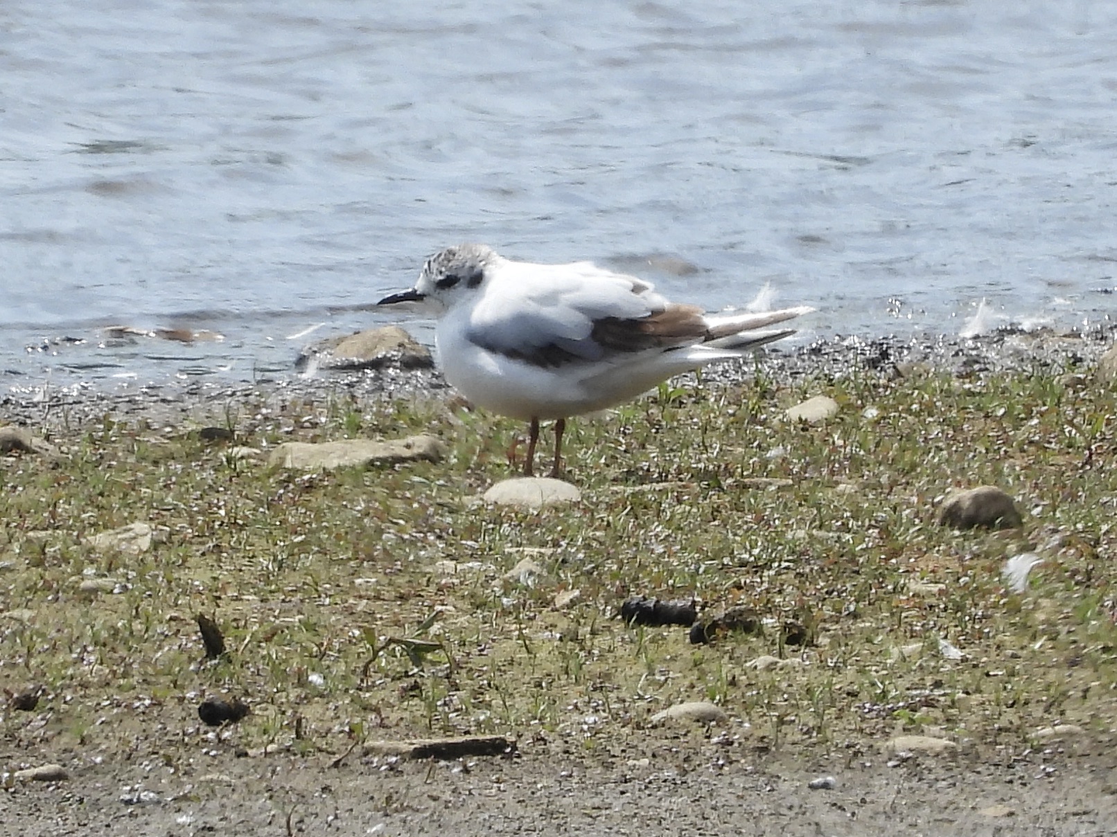 Little Gull
