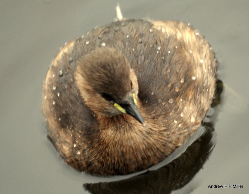 Little Grebe